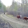 В Бурятии фотоловушка запечатлела погоню медведя за...