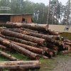 В Сысерти мужчины вырубили леса почти на полмиллиарда рублей