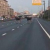 Ничего необычного, просто лоси на шоссе Энтузиастов К счастью, они...