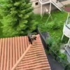 Медведь залез на крышу дома на окраине Красноярска. Регион продолжает страдать от нашествия этих хищников.