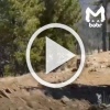 Питбуль изувечил собаку на Аршане. Туристы просят её...
