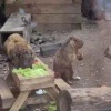 Степных сурков заметили за обедом Екатеринбургском зоопарке. Они настоящие...
