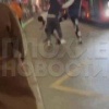 В Казани зумеры напали на водителя автобуса после замечания оплатить проезд...