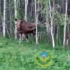 Любопытная лосиха из заказника «Бюзинский» решила проверить кто это пожаловал...