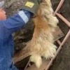 Сразу пять собак упали в яму в Шушенском. Их вызволяли спасатели.