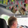 В Беларуси нашли самое милое такси — водитель украсил весь салон открытками с котиками, а вместо обычных стикеров пассажиров встречают фразы поддержки.
