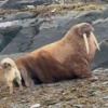 Морж встретил собак на севере Красноярского края. Хвостатые заметили моржа и...