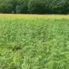 Плантацию каннабиса размером с 4 футбольных стадиона обнаружили в Приморье