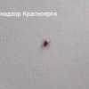 Клещи продолжают кусать жителей Красноярского края За последнюю неделю в...