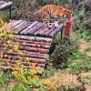 Полосатый музыкант появился в Ленобласти