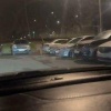 Лисы все чаще выходят к людям в Подмосковье: воруют домашних животных, роются...