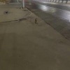 Лису заметили в Заельцовском районе Новосибирска
