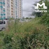 Конопляные рощи расцвели во дворе дома в Новосибирске.