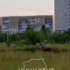 В Кемерове на Комсомольском проспекте заметили лосей.