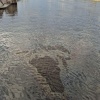 Радужное пятно заволокло Большую Невку около Гренадерского моста – кадры...