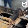 Бензопила, спасатели и терпение — всё, что нужно, чтобы вытащить коня из...