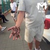 Красноярец помог соседям и случайно стал отцом. Пчелиным. Романа попросили...
