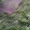 Под Новосибирском живодёр замучил собаку на глазах у детей и выложил видео в чат