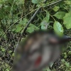 Самку благородного оленя убили браконьеры в Ольхонском районе Во время...