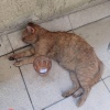 Пожарные спасли кота в Кудрово
