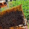 После массовой гибели пчёл в Красноярском крае выявили нарушения при...
