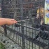 В Ленинградском зоопарке посетители попытались накормить харзу лакомством