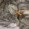 Живодёр выстрелил из арбалета в кота в Свердловской области После прогулки во...
