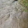 Тонущего медвежонка заметили в реке под Североуральском