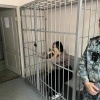 Следователи предъявили обвинение участникам этнической организованной преступной группы