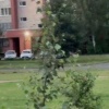 На Долгоозерной встретили Лося, который гулял возле храма