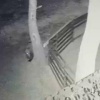 Косолапый сегодня ночью наведался к одному из подворий в Преображенке. Его сильно заинтересовал страдавший бессонницей гусь: он даже вставал на задние лапы, чтобы разглядеть птицу как следует.