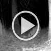 🐆 Прыжок грации: молодая Муся в объективе фотоловушки