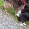 В Тюмени немецкая овчарка набросилась на девочку и едва не разорвала ее