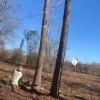 В США мужчина хотел спилить дерево на участке, но получил тяжелые травмы из-...