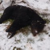 В Иланском полицейскими обезврежен бурый медведь, вышедший к людям