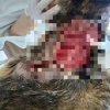 В Иркутской области 10-месячный щенок лайки спас целую семью от медведя, едва...