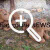 Новокузнецкие охотоведы спасли двух лосят.