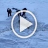 Моряки атомного ледокола спасли лосиху, застрявшую на Енисее.