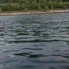 Медведь на 161 км. Рыбаки и отдыхающие, будьте осторожны! 🇷🇺 Источник: ЧП...