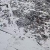 Медведь разгромил таёжный домик главы Минусинского района. Хищник выломал...