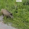 В СНТ под Новосибирском дикие кабаны уничтожают урожай