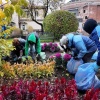 В Иркутске завершают уборку цветов с уличных клумб