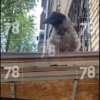 Ручную ворону застрелили из винтовки в Колпино. Птицу давно подкармливали...