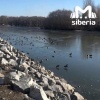 Ути балдеют на льду в Новосибирске. Местный житель снял, как пернатые...
