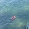 Огромный осьминог вцепился в российского подростка во время купания в Турции.