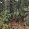 Медведь загрыз пенсионера в Киренском районе.