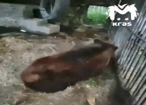 Медведь Кузя почти 30 лет жил при кафе в Красноярске. Сейчас он переезжает в...