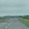 Медведей заметили на трассе Назаровском округе