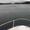 Медведь переплыл бухту под дождём на Байкале