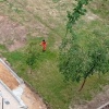 Москвичка несколько недель борется с газонокосильщиками, которые косят траву...